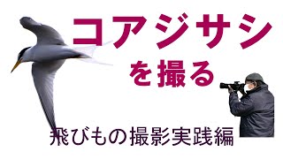 コアジサシの飛びもの撮影【飛びもの撮影実践編】