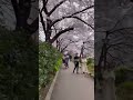 目黒川沿いの桜