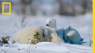 The Life of a Baby Polar Bear - Ep. 4 | Wildlife: The Big Freeze