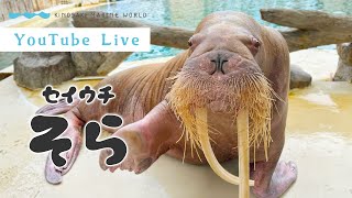 【LIVE】お知らせもあります！セイウチ そら（城崎マリンワールド）