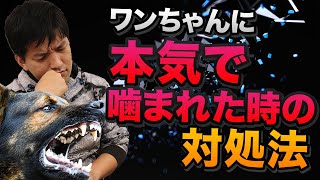 ワンちゃんに本気で噛まれた時の対処法