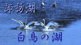 【4K60p】白鳥の湖 Swans of Lake Suwa