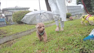 雨の日に犬用の傘を使ったら散歩嫌いの犬が笑顔で歩きました♪【トイプードル】