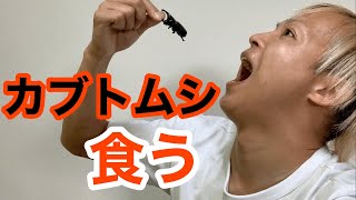 【昆虫食】カブトムシ食べたら衝撃的な味すぎてトラウマになりかけてんけど、なんで？笑