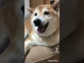 柴犬福 姉と柴犬の大袈裟な再会週🤣sister and shiba👩🐶🤣