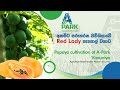 Papaya Cultivation Project at Vavuniya - අතමිට සරුකරන වව්නියාවේ  Red Lady පැපොල් වගාව