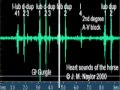 normal heart sound in horse