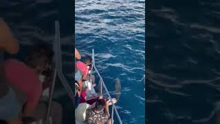 #safari boat ride #dolphin watching, maldives #මාලදිවයිනේ ඩොල්ෆින් මසුන්