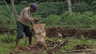 Kehidupan Petani Singkong: Proses Merapikan Dan Persiapan Tanam Ulang