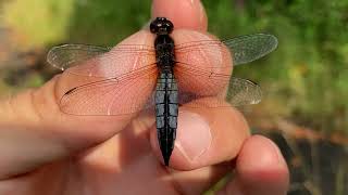 ハラビロトンボ♂♀ (2024年06月11日) | Catching Male And Female Wide-Bellied Skimmers With A Net (June 11, 2024)