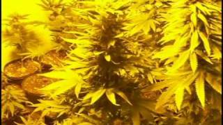 Blueberry,LSD,White Widow,PowerKush-=SOG=-