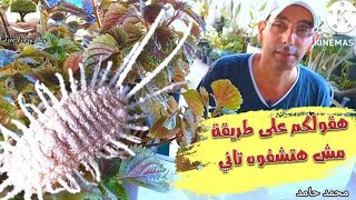 فكرة عبقرية للتخلص من البق الدقيقي (مش هتشوفه تاني) - genius idea to get rid o mealybugs