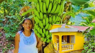 LA VIDA EN EL CAMPO DOMINICANO ES BELLA CON FELICIA