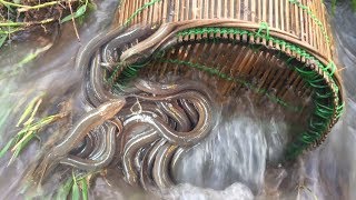 Cómo atrapar muchas anguilas en Camboya -- Trampa de anguila tradicional camboya
