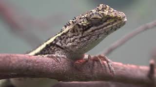 ミヤビキノボリトカゲ　 自然動物館　北園　名古屋市東山動植物園２回目です♪ 2019年12月25日　00054