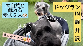 【軽井沢アウトレット】ドッグランを満喫してきました😆 大自然に囲まれて愛犬２人は満足してくれるでしょうか🤣⁉️【シュナウザー】