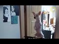 Funny Pets