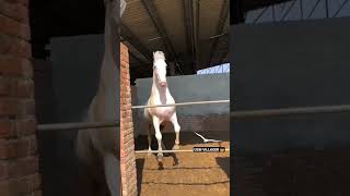 Best Indian horse breed #nukra 🤠 | horse whatsapp status|