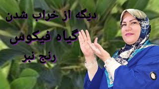 رازهای طلایی نگهداری از گیاه🪴 فیکوس🪴 در خانه🪴فیکوس🪴 شاداب با نور،آب و تغذیه صحیح