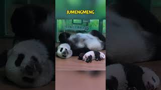 谁都不能影响菊萌萌睡觉，自己孩子也不行 #pandafushun #bear #funnypanda #funny #bearpanda #大熊猫 #大熊猫 #animals #panda