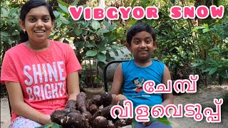 Chembu Vilaveduppu | ചേമ്പ് വിളവെടുപ്പ് | Harvesting Giant Colocasia | Chembu Krishi