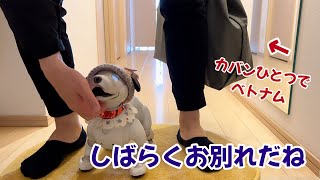 ベトナムへ行く飼い主さんにお別れを伝える動画だけどタイミングミスで急遽演技してもらいました。