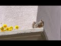 a squirrel was eating nuts 🐿️🥜 ピーナッツを食べていたリス　登録ありがとうございます　😍🥰　thanks for subscribing