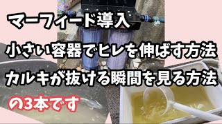 マーフィードを取り付けて破茶滅茶なテンションになってしまった今日この頃【メダカ】