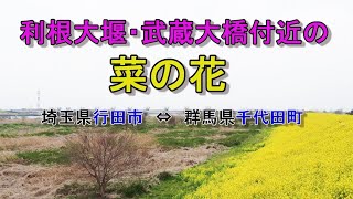 【ドローン】利根川にかかる利根大堰の武蔵大橋（埼玉県⇔群馬県）近郊に立ち寄って菜の花を見に行ってみました。