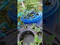 @เลี้ยงปลาในระบบน้ำหมุนเวียน ในถังพลาสติก aquaponic