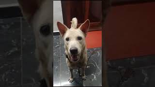 Nadan dog training video 💫guys please subscribe for more videos #nadandog #doglover #dog #puppy