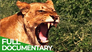 Lions vs. Elephants - Life on the Edge | Free Documentary Nature