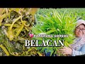 CARA MASAK KANGKUNG GORENG BELACAN #kangkungsegar #segarbugar #kangkung #mudahcepat