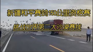 【新疆和平赛鸽俱乐部】Challenge the world's second desert, 130km qualifier