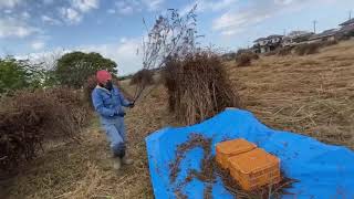 エゴマの脱穀作業‼️エゴマ油とエゴマパウダーを作るぞ^_^