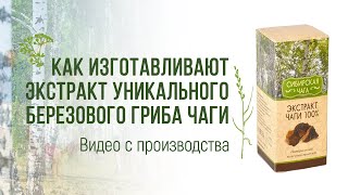 Как изготавливают экстракт уникального березового гриба чаги – Видео с производства