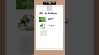 పంచ పత్రముల ఆధ్యాత్మిక ప్రాముఖ్యత By tetatelugu04