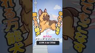 アメリカで人気の犬種ランキング TOP5（日本との違いに注目!）