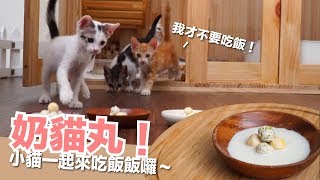 奶貓丸！小貓全家一起來吃飯囉！【貓副食食譜】好味貓廚房EP104