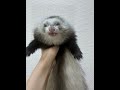 【フェレット】が歌うことは可能なのか実証してみた animal フェレット ferret