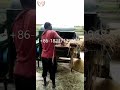 High efficiency small wheat thresher price rice sorghum threshing machine