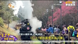 阿里山花季限定 百年蒸汽火車賞櫻趣