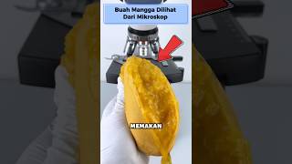 Harus Tahu‼️Apa yang ada di dalam BUAH MANGGA🙀😱 #mikroskop #eksperimensains #mangga