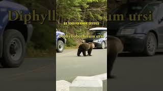 Video viral de un Oso con parásitos 🪱