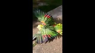 Angry Parrot Attacks Men's Legs | FUNNY ANIMAL ENCOUNTERS 😄😄😄 #shorts