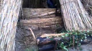 Reed hut in swamp ( Biesbosch)