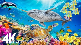 [NEW] 11H Stunning 4K Underwater Wonders - Relaxing Music | Coral Reefs,Fish,and Diverse Marine Life