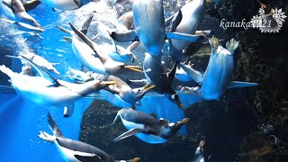 海響館 ジェンツーペンギンの噴出おやつ