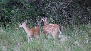 Crazy Fawns Feeding Again @Reynolds51Wildlife#Whitetails