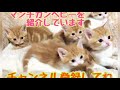 マンチカン子猫　【まんちの樹の子猫】長足短毛レッドタビー＆ホワイトの2匹、どちらがお好き？